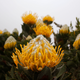 Water drops are seen on yellow Protea plants growing wild on Table Mountain national park, above the city of Cape Town. Thousands of tourist visit the Table Mountain national park yearly were a great many types of flowers species can be found including the King Protea that is the national flower of South Africa. Image: AP Photo/Schalk van Zuydam